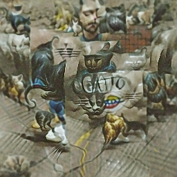 Gato